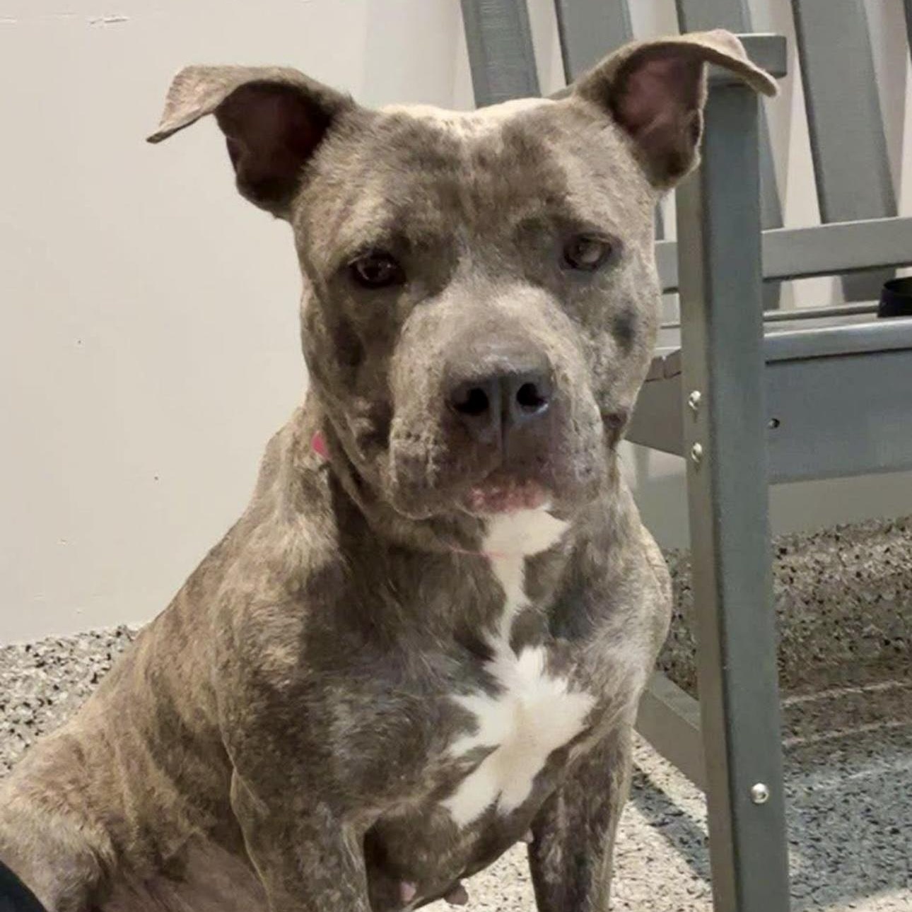 Kiwi, adoptable, Adult Female American Staffordshire Terrier.