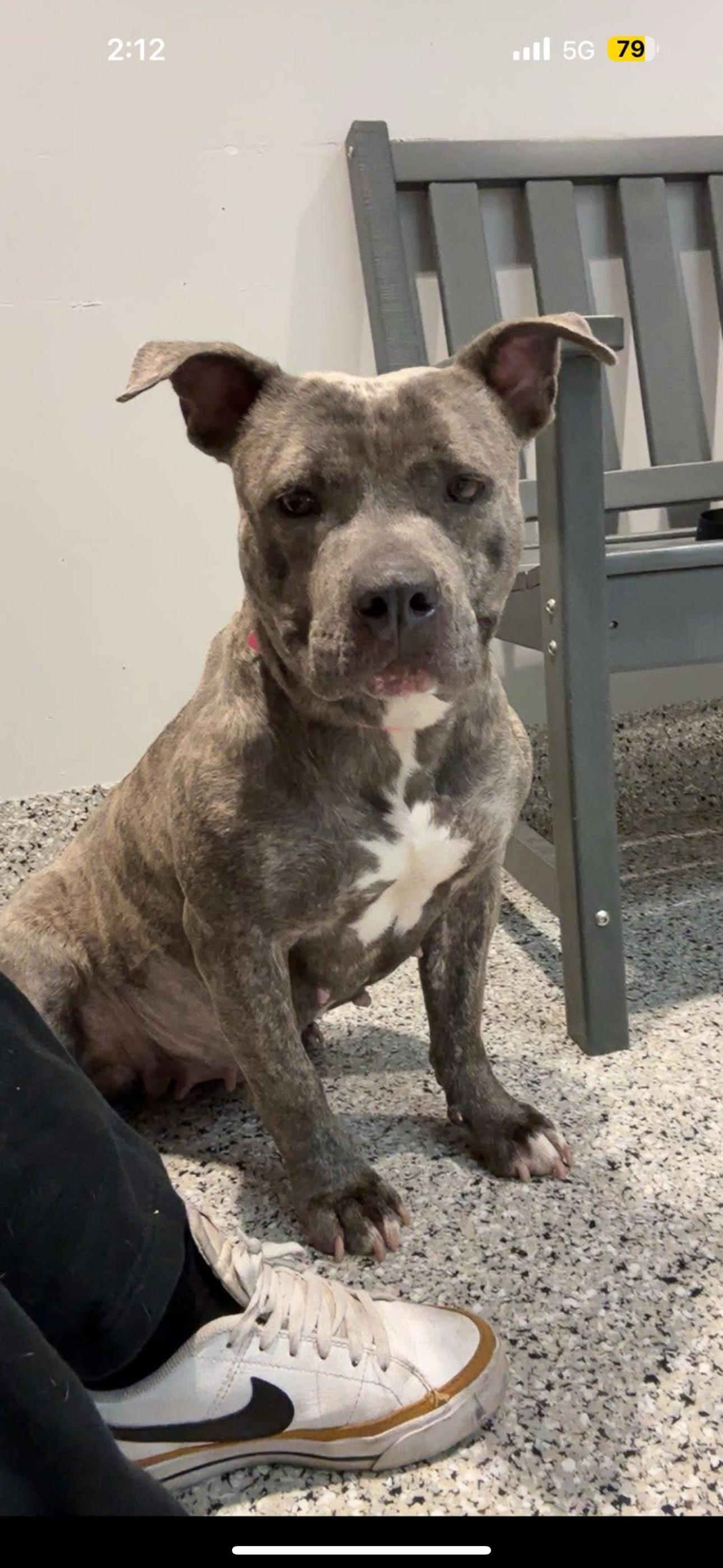 Kiwi, an adoptable mixed breed in Pleasant Ridge, MI image 1/5