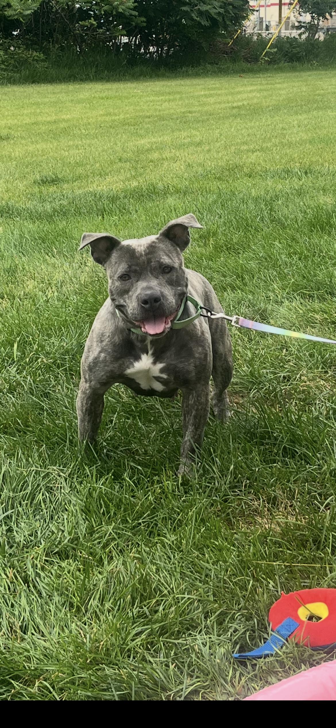 Kiwi, an adoptable mixed breed in Pleasant Ridge, MI image 4/5