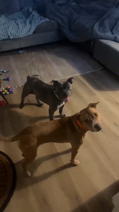 Enlarge Kiwi, an adoptable mixed breed in Pleasant Ridge, MI video 3/5