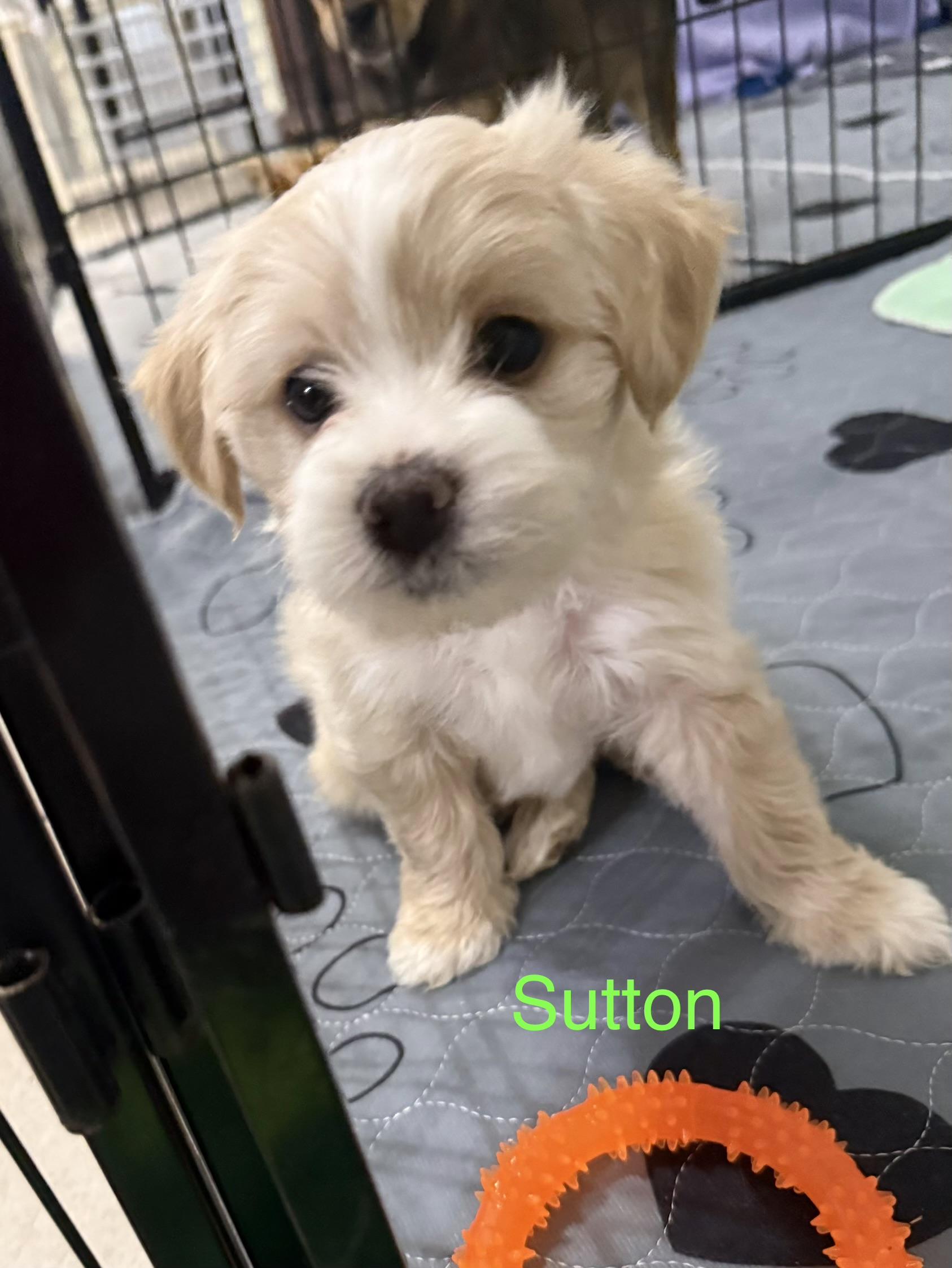 Sutton , ADOPTABLE, Puppy Female Shorkie.
