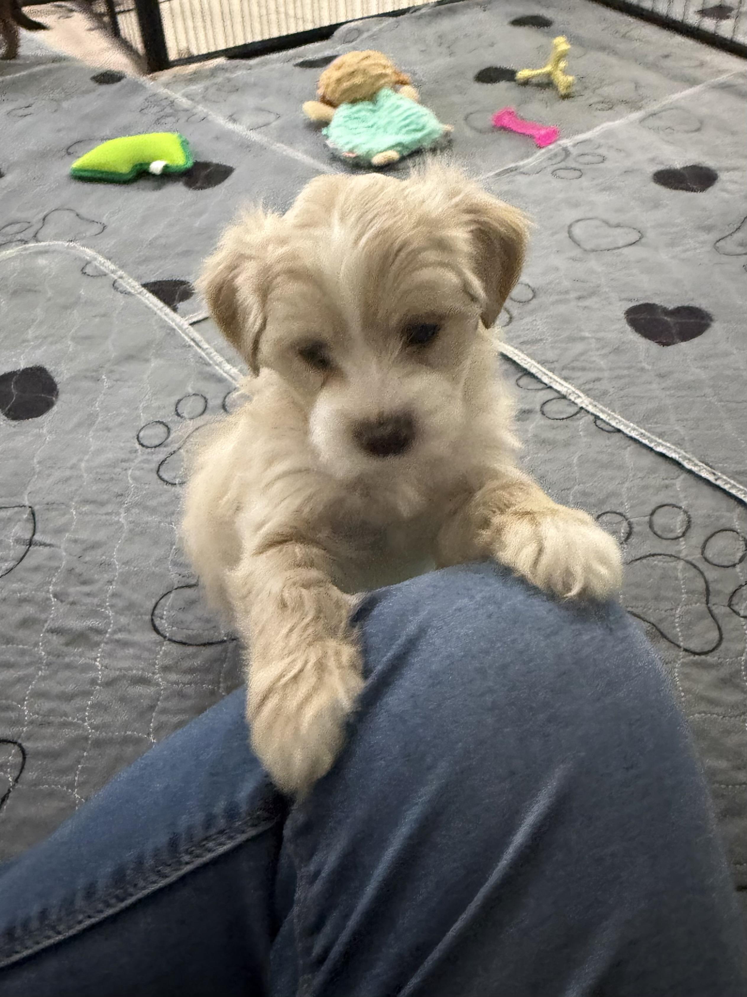 Enlarge Sutton , a ADOPTABLE Shorkie in Kings Mountain, NC image 2/5