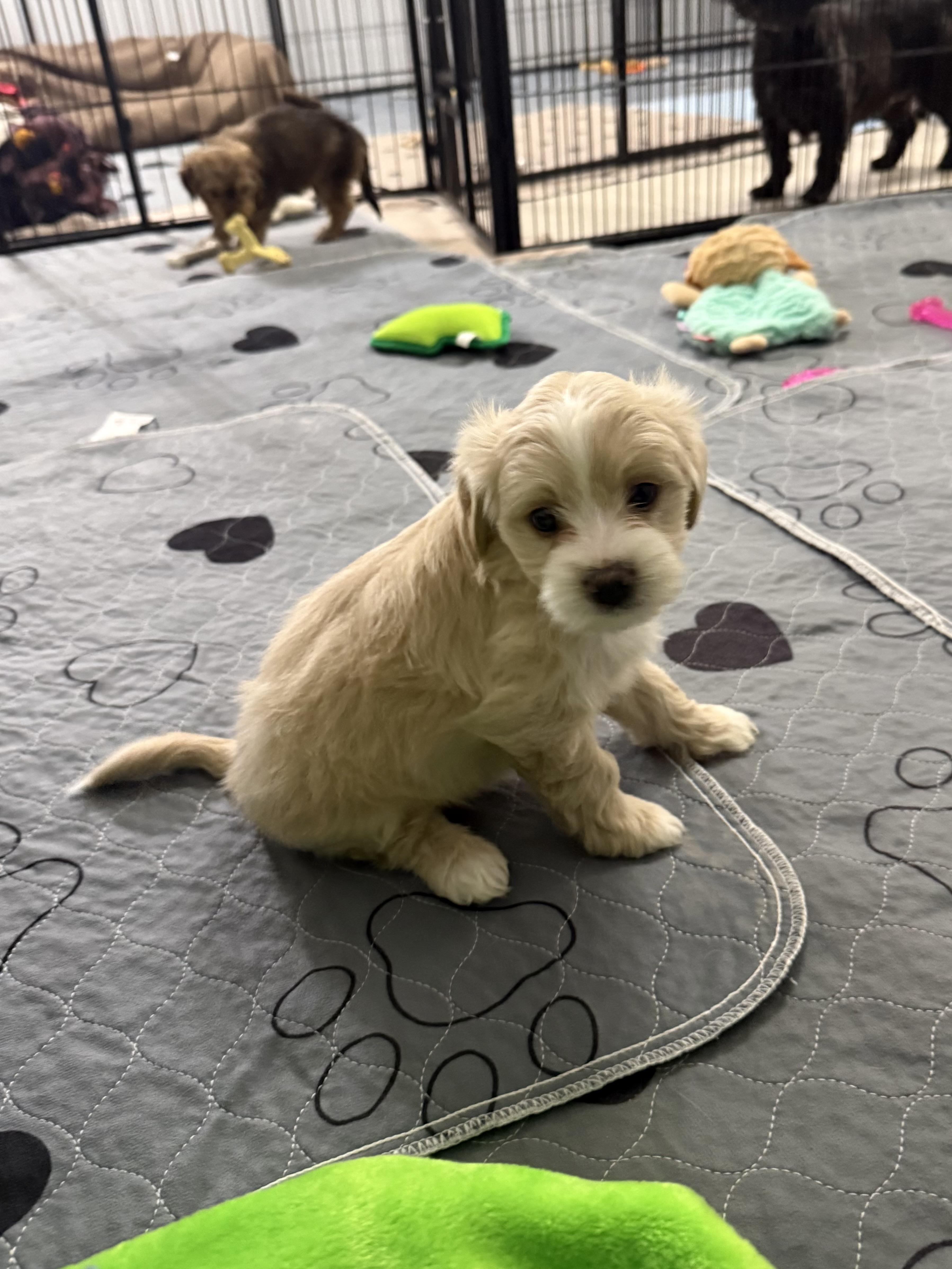 Enlarge Sutton , a ADOPTABLE Shorkie in Kings Mountain, NC image 5/5