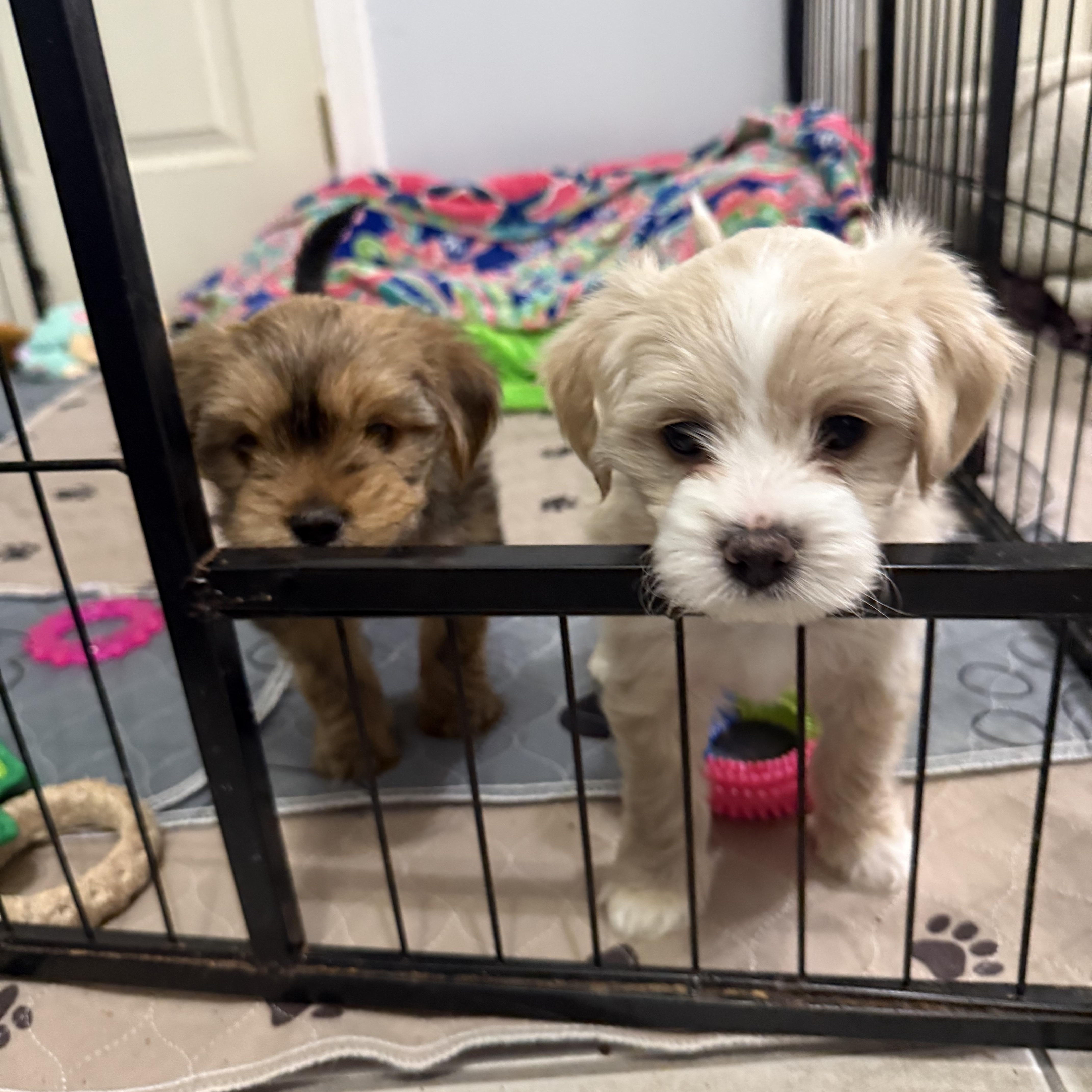 Enlarge Sutton , a ADOPTABLE Shorkie in Kings Mountain, NC image 4/5