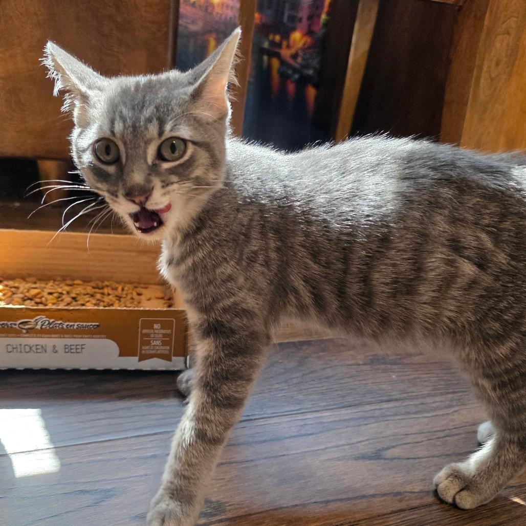 Kronk, Adoptable, Young Male Domestic Short Hair.