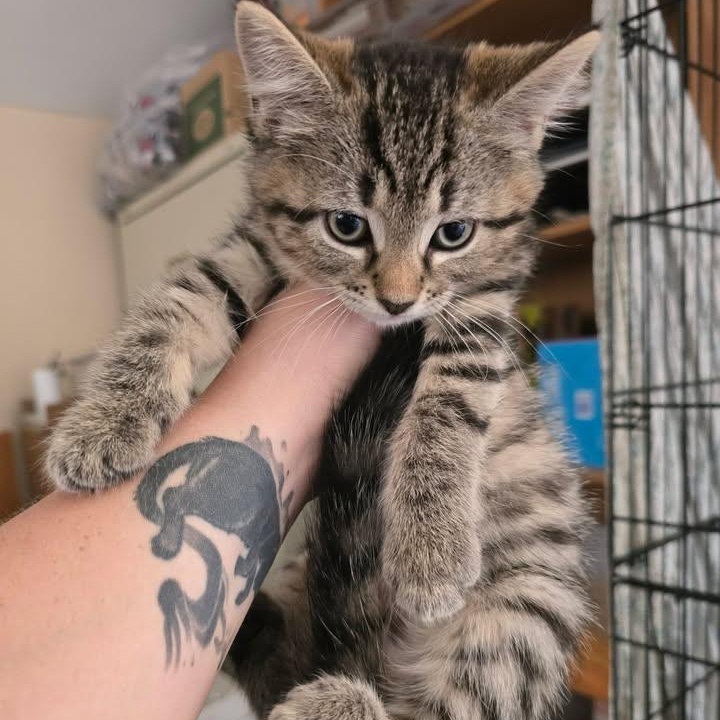 Alencon Lace, adopted, Kitten Male Domestic Short Hair.
