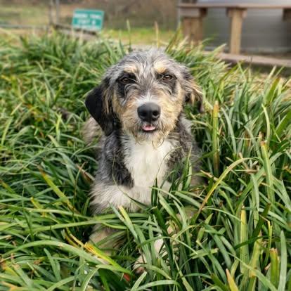 Keira, a ADOPTABLE Mixed Breed in St. Albans, VT image 1/3