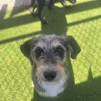 Keira, a ADOPTABLE Mixed Breed in St. Albans, VT image 2/3