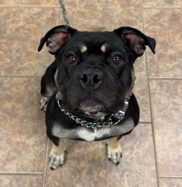 Isha, Adoptable, Adult Female American Staffordshire Terrier & English Bulldog.