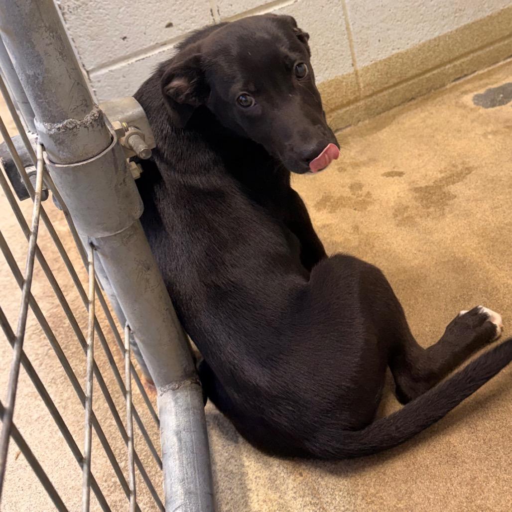 BINDI, adopted, Young Female Mixed Breed.