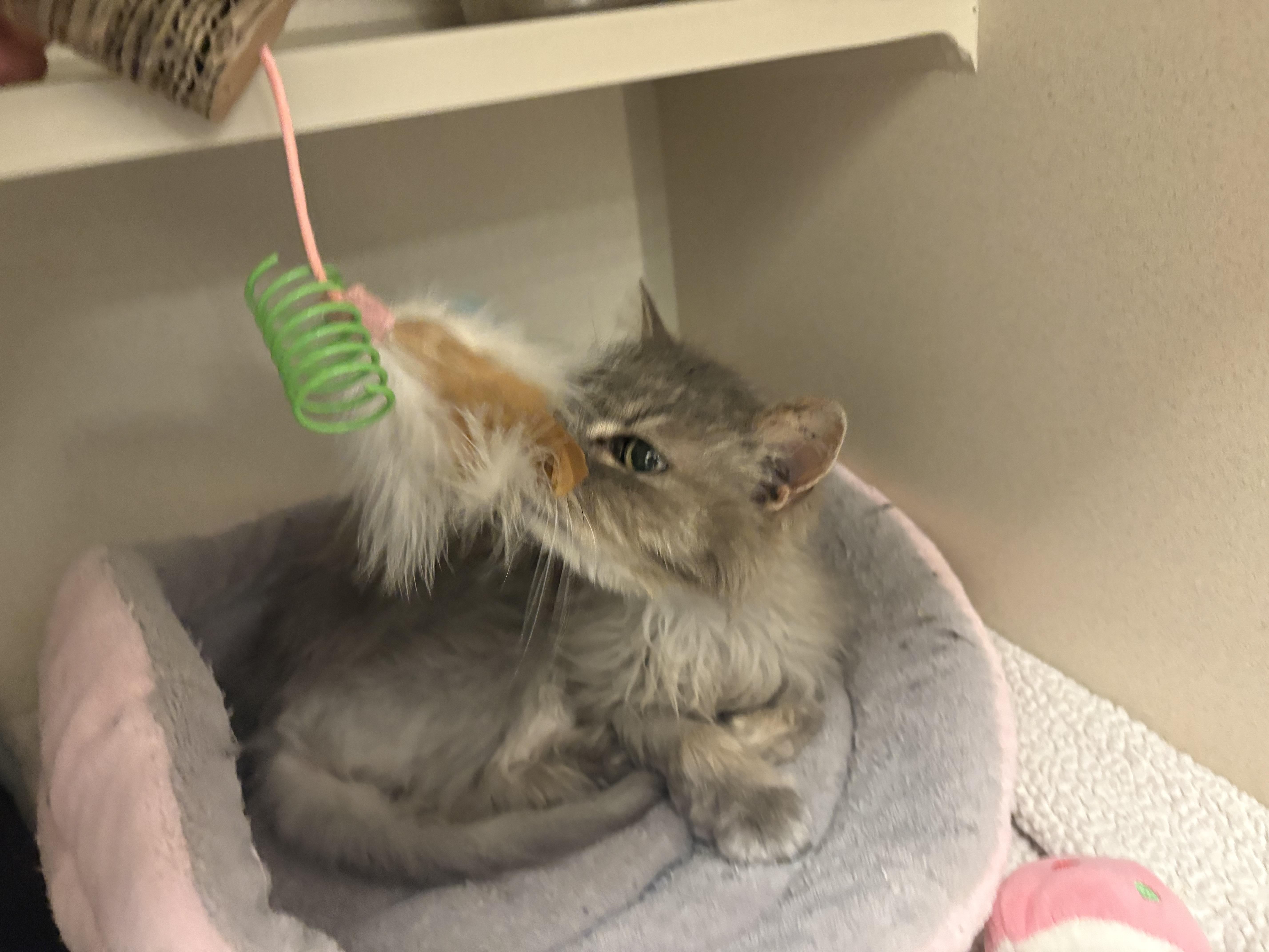 Enlarge Maude, an adopted Domestic Long Hair in Buena Vista, CO image 2/3