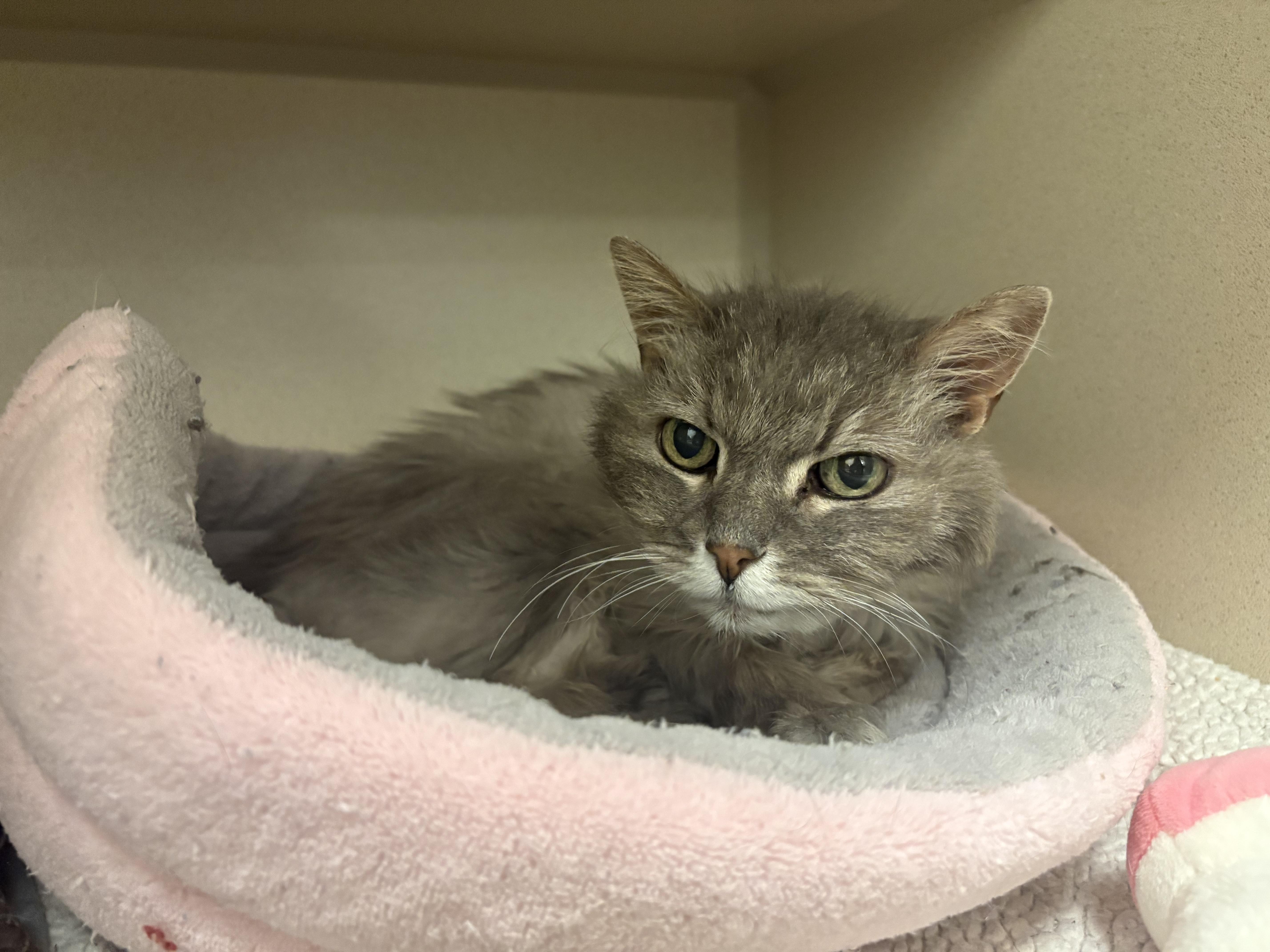 Enlarge Maude, an adopted Domestic Long Hair in Buena Vista, CO image 3/3