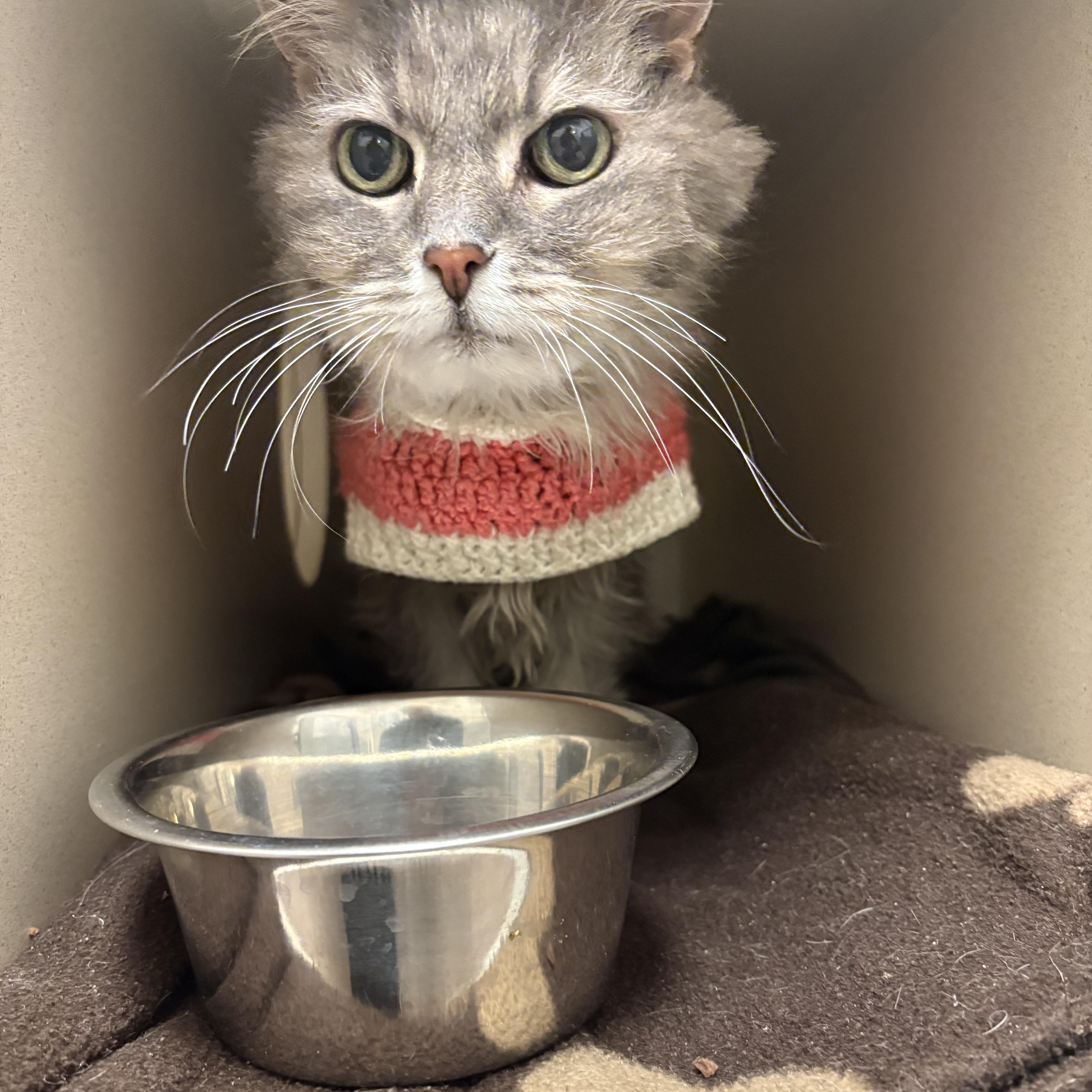 Enlarge Maude, an adopted Domestic Long Hair in Buena Vista, CO image 1/3