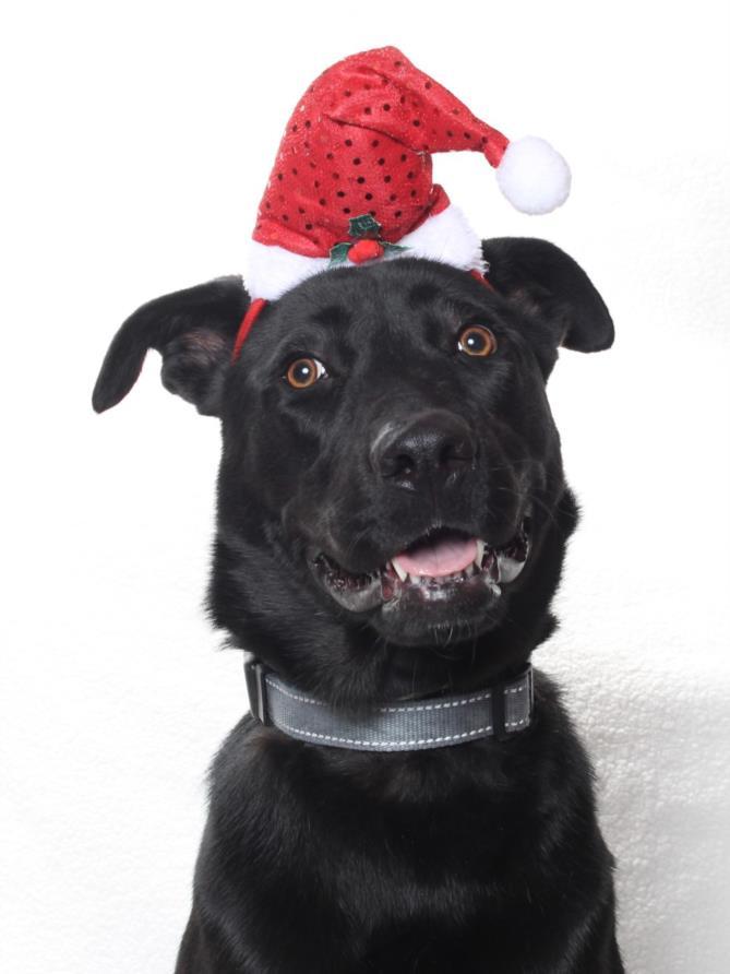 PETUNIA, Adoptable, Young Female Labrador Retriever & Mixed Breed.