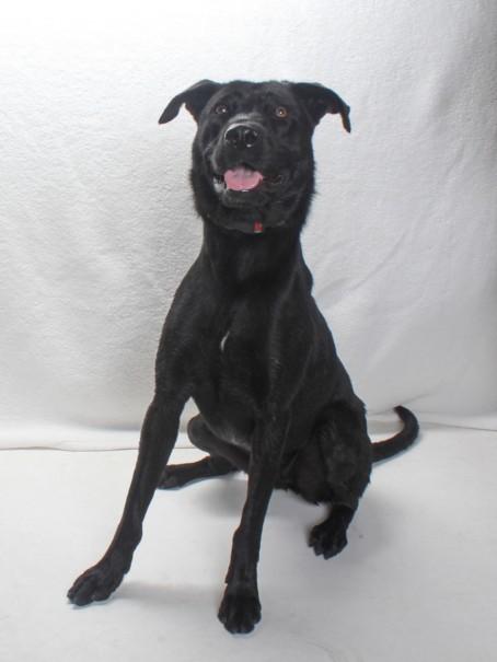 PETUNIA, Adoptable, Young Female Labrador Retriever & Mixed Breed.