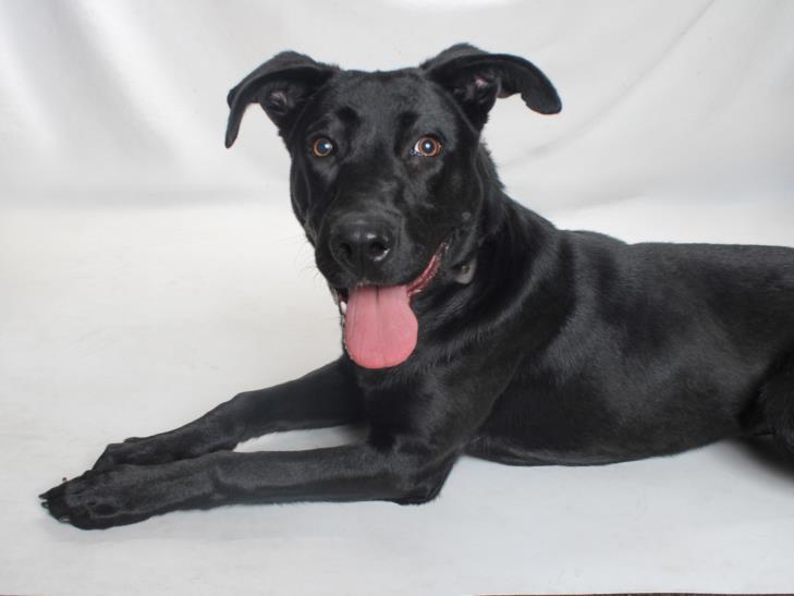 PETUNIA, Adoptable, Young Female Labrador Retriever & Mixed Breed.