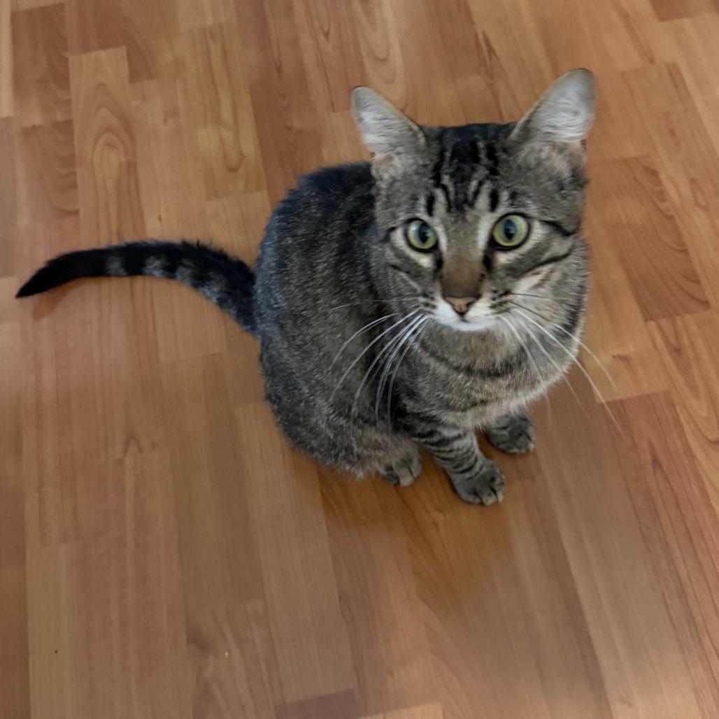 Artie, Adoptable, Adult Male Domestic Short Hair.