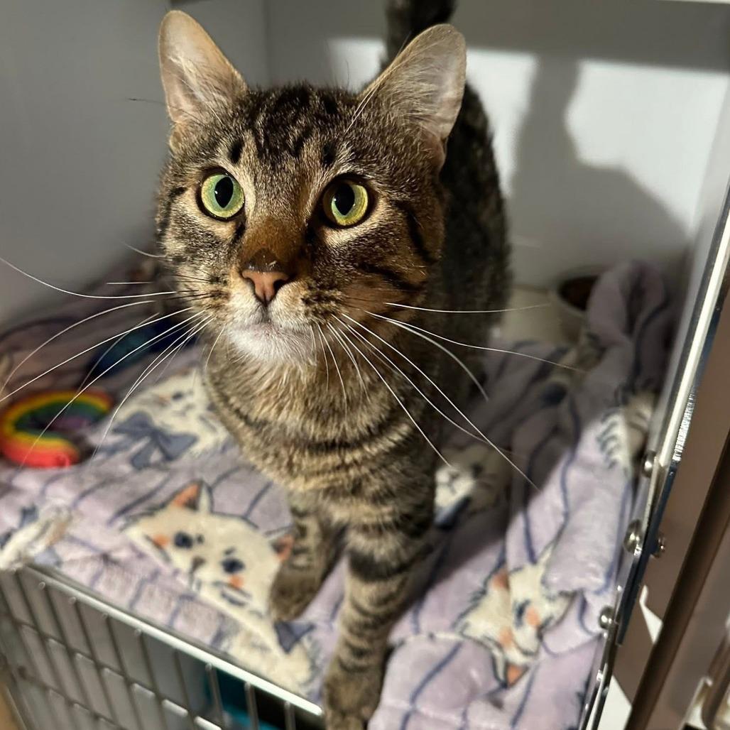 Artie, a Adoptable Domestic Short Hair in St. Louis, MO image 2/6