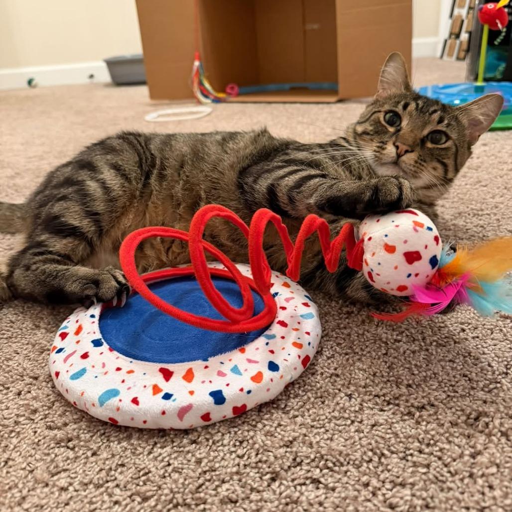 Artie, a Adoptable Domestic Short Hair in St. Louis, MO image 3/6