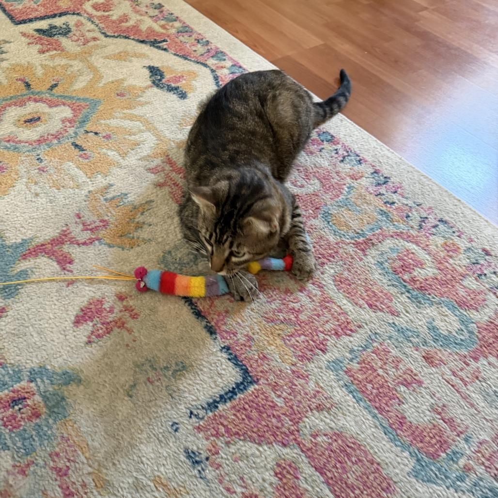 Artie, a Adoptable Domestic Short Hair in St. Louis, MO image 6/6