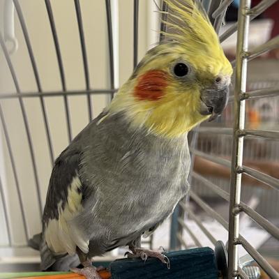 Enlarge Sidney, a ADOPTABLE Cockatiel in Alexander, NC image 1/1