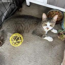 Enlarge Thyme, a Adoptable Domestic Short Hair in Caseville, MI image 3/5