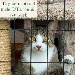 Enlarge Thyme, a Adoptable Domestic Short Hair in Caseville, MI image 2/5