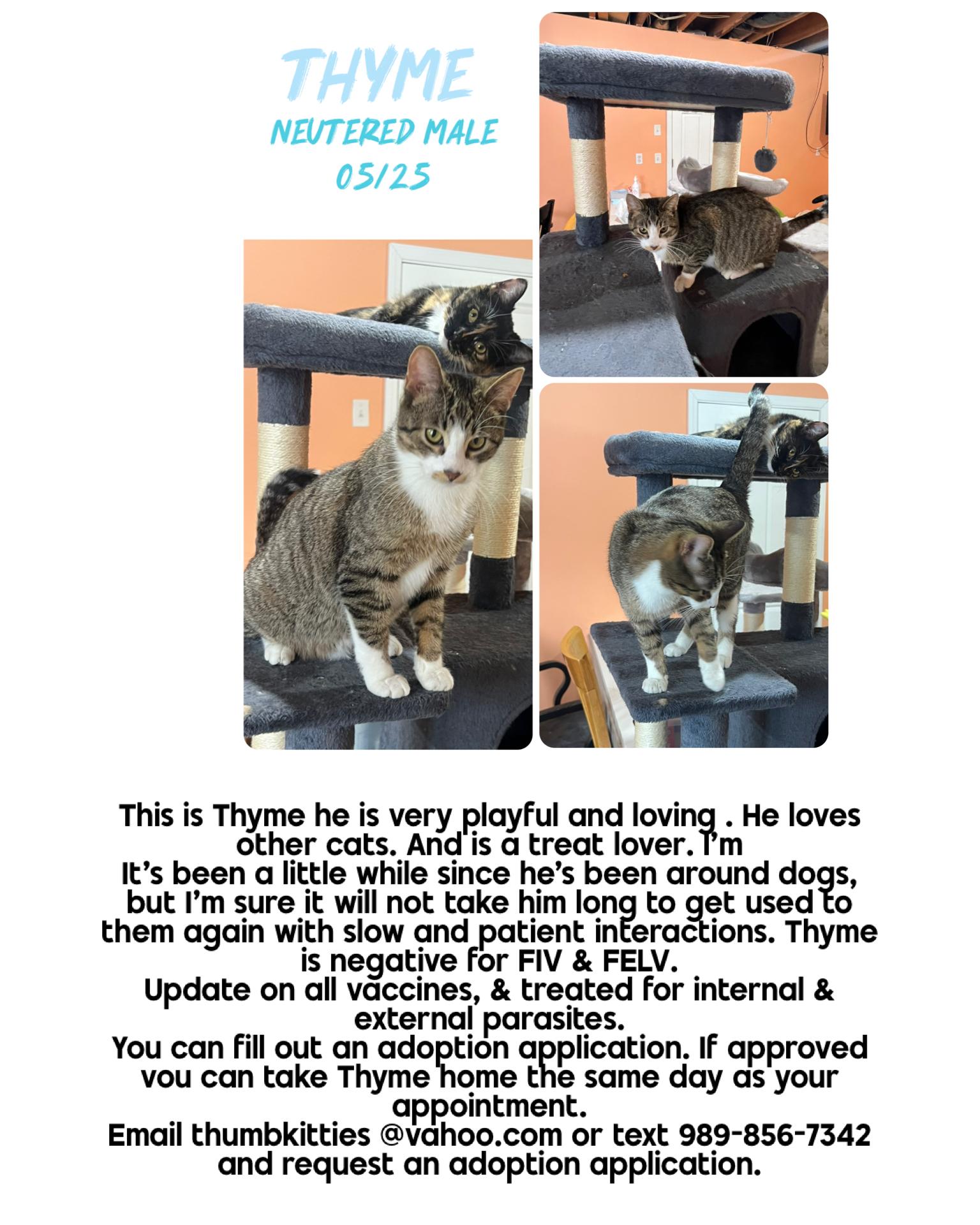 Thyme, adoptable, Kitten Male Domestic Short Hair.