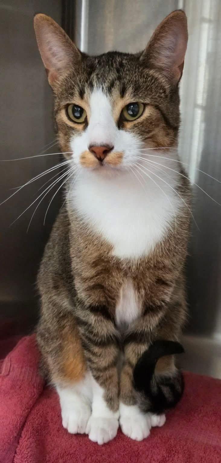 Thyme, Adoptable, Kitten Male Domestic Short Hair.