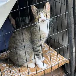 Enlarge Thyme, a Adoptable Domestic Short Hair in Caseville, MI image 5/5