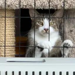 Enlarge Thyme, a Adoptable Domestic Short Hair in Caseville, MI image 4/5