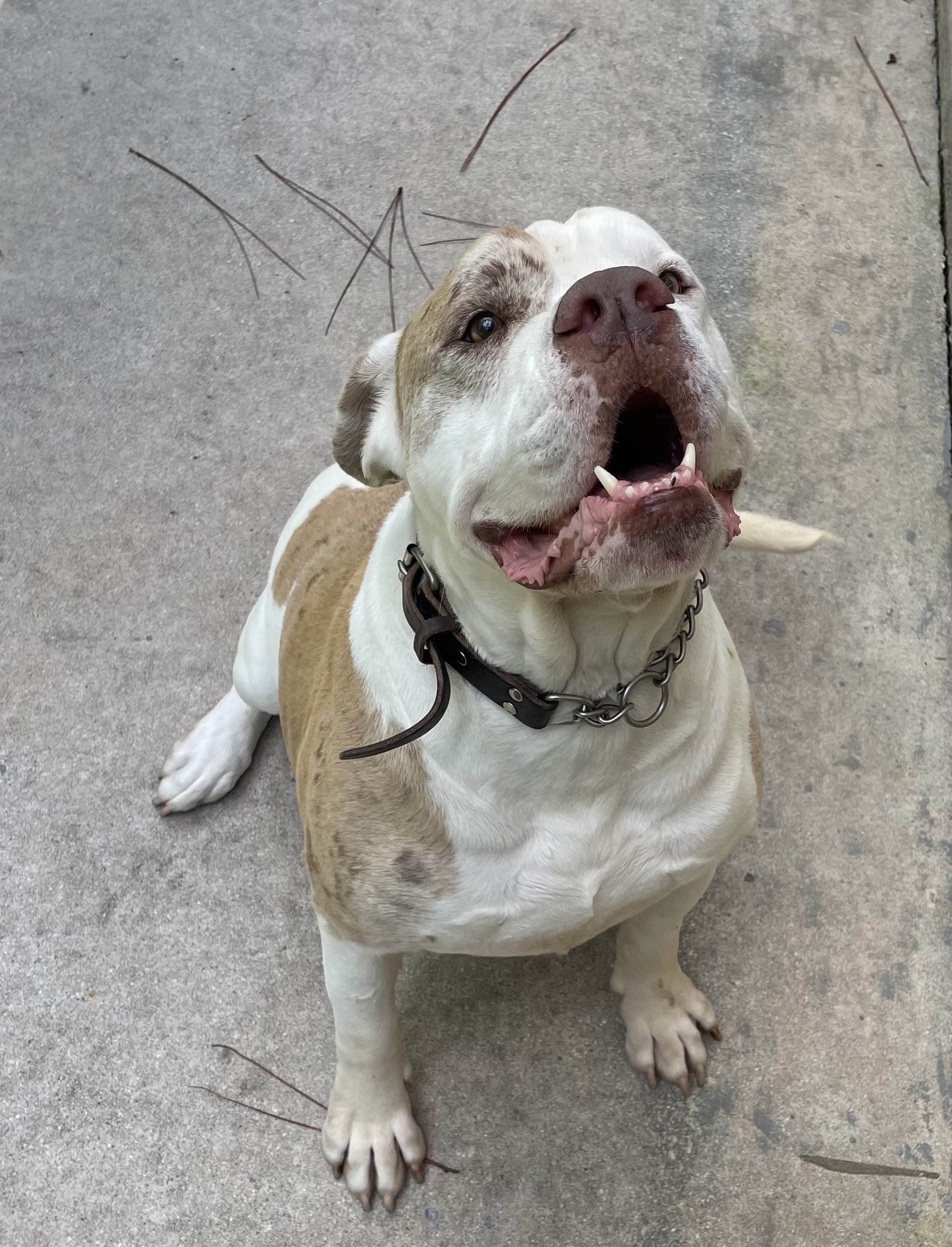 Enlarge Clyde, a Adoptable American Bulldog in Palm springs, FL image 1/8