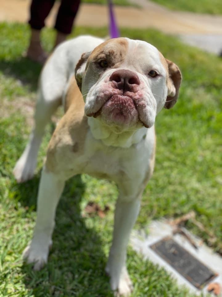 Enlarge Clyde, a Adoptable American Bulldog in Palm springs, FL image 2/8