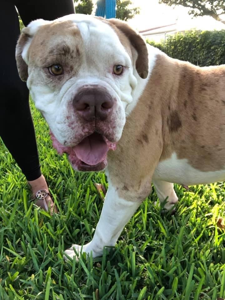Enlarge Clyde, a Adoptable American Bulldog in Palm springs, FL image 3/8