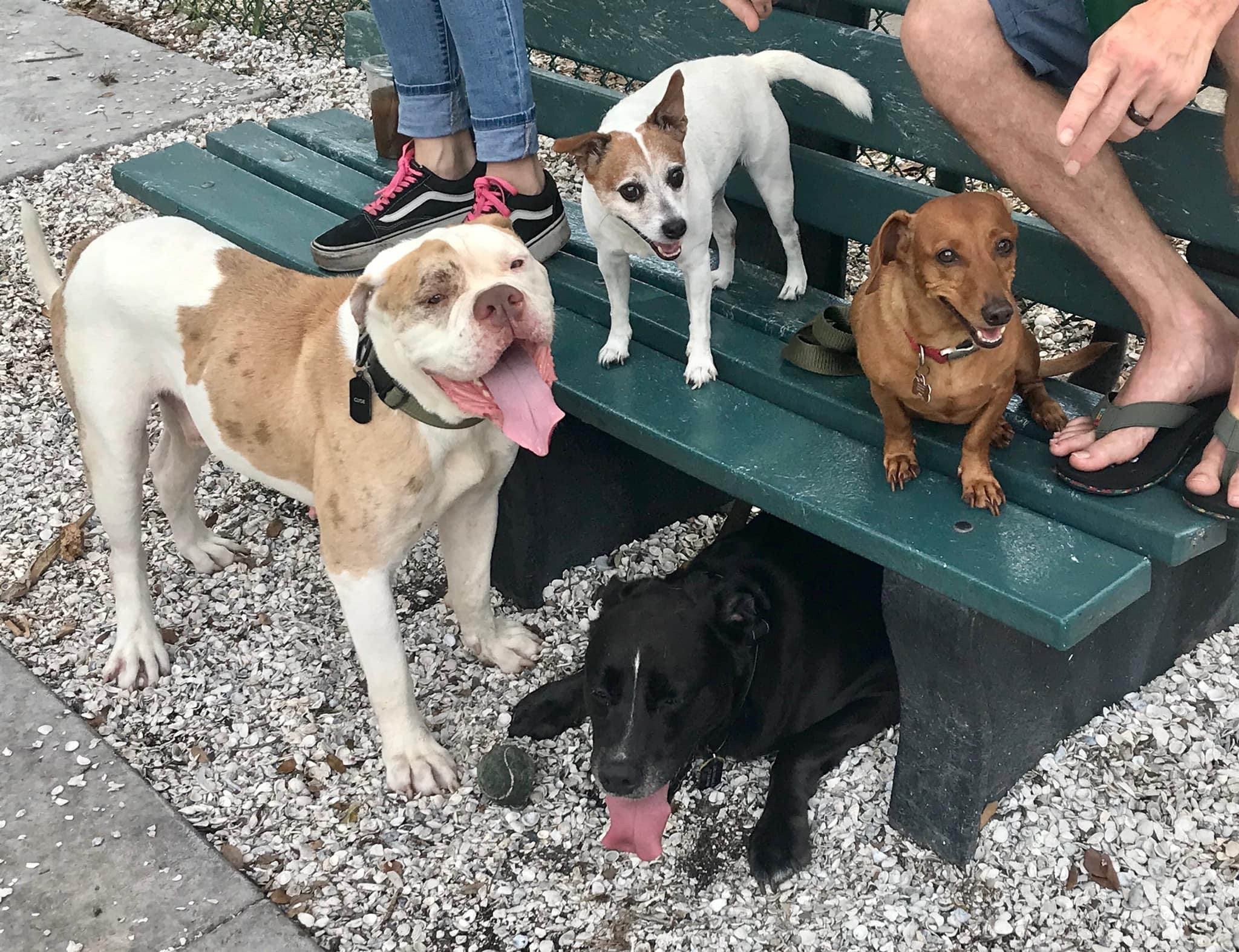 Enlarge Clyde, a Adoptable American Bulldog in Palm springs, FL image 4/8