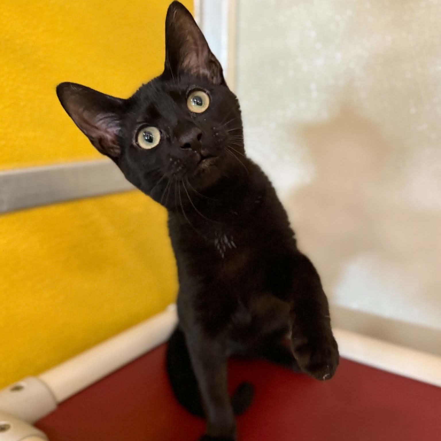 Cymbal, ADOPTABLE, Kitten Female Domestic Short Hair.