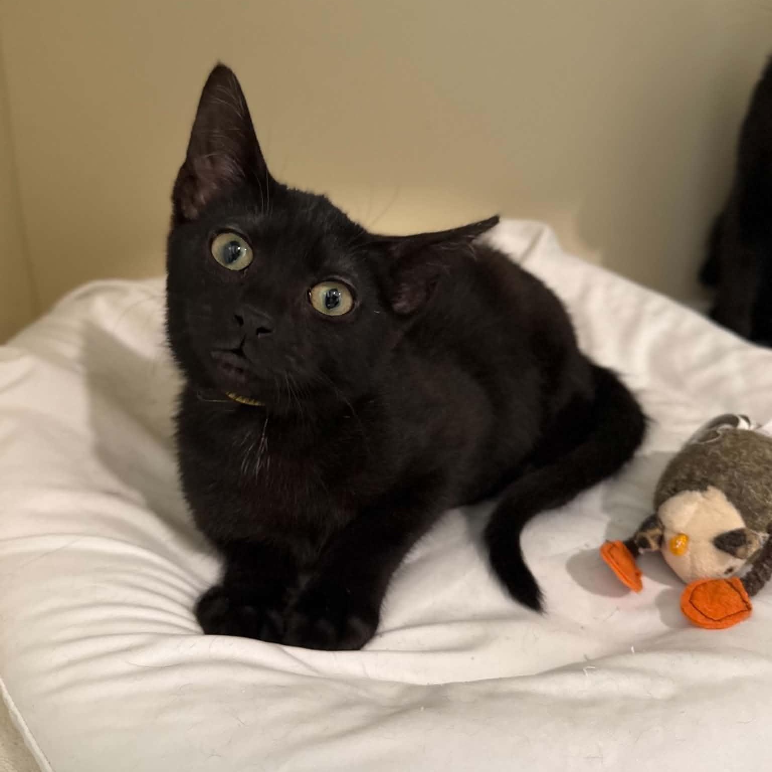 Cymbal, a ADOPTABLE mixed breed in Penn Yan, NY image 2/3