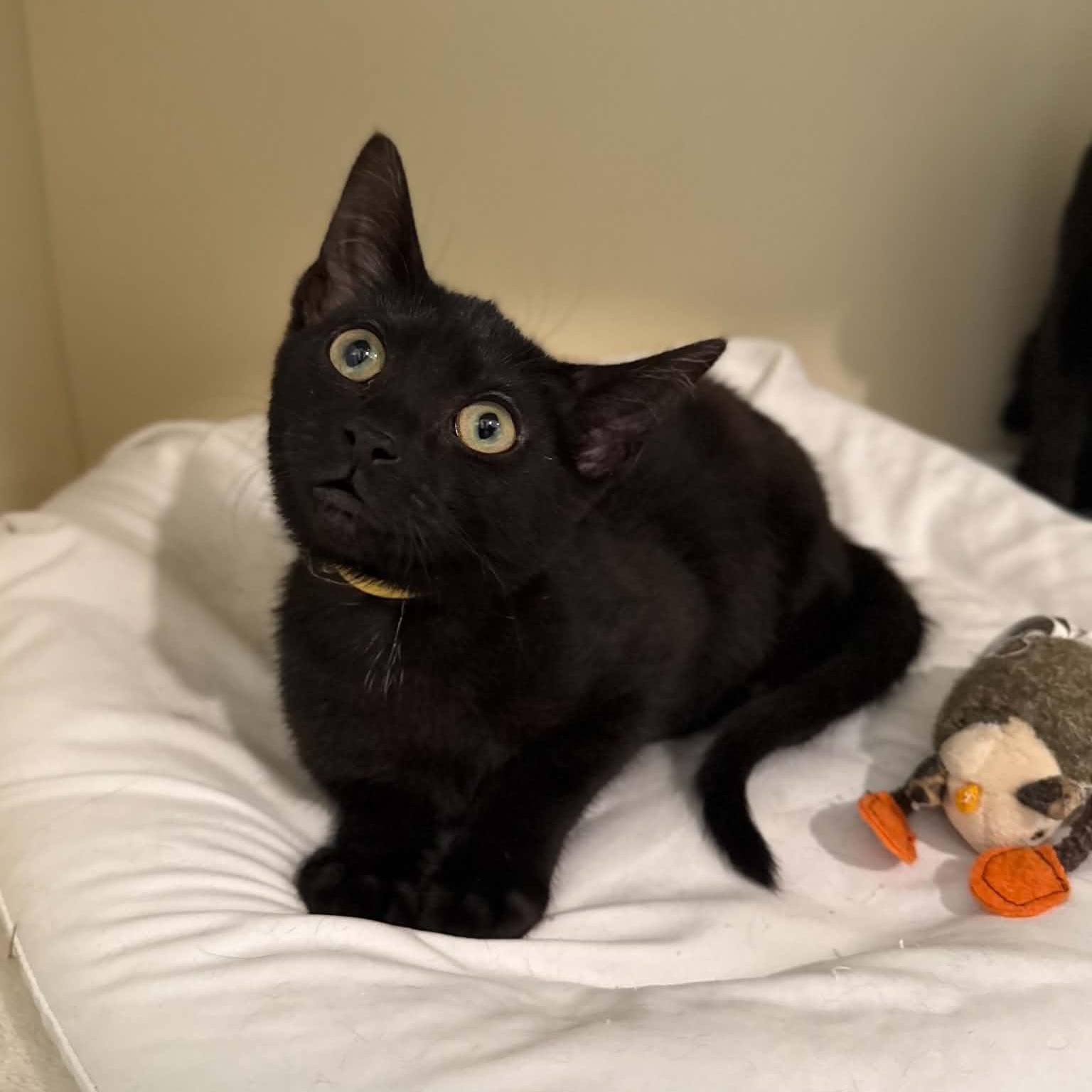 Cymbal, ADOPTABLE, Kitten Female Domestic Short Hair.