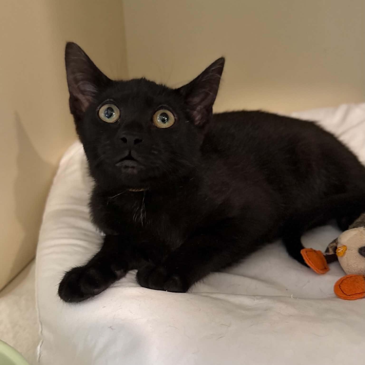 Cymbal, a ADOPTABLE mixed breed in Penn Yan, NY image 3/3