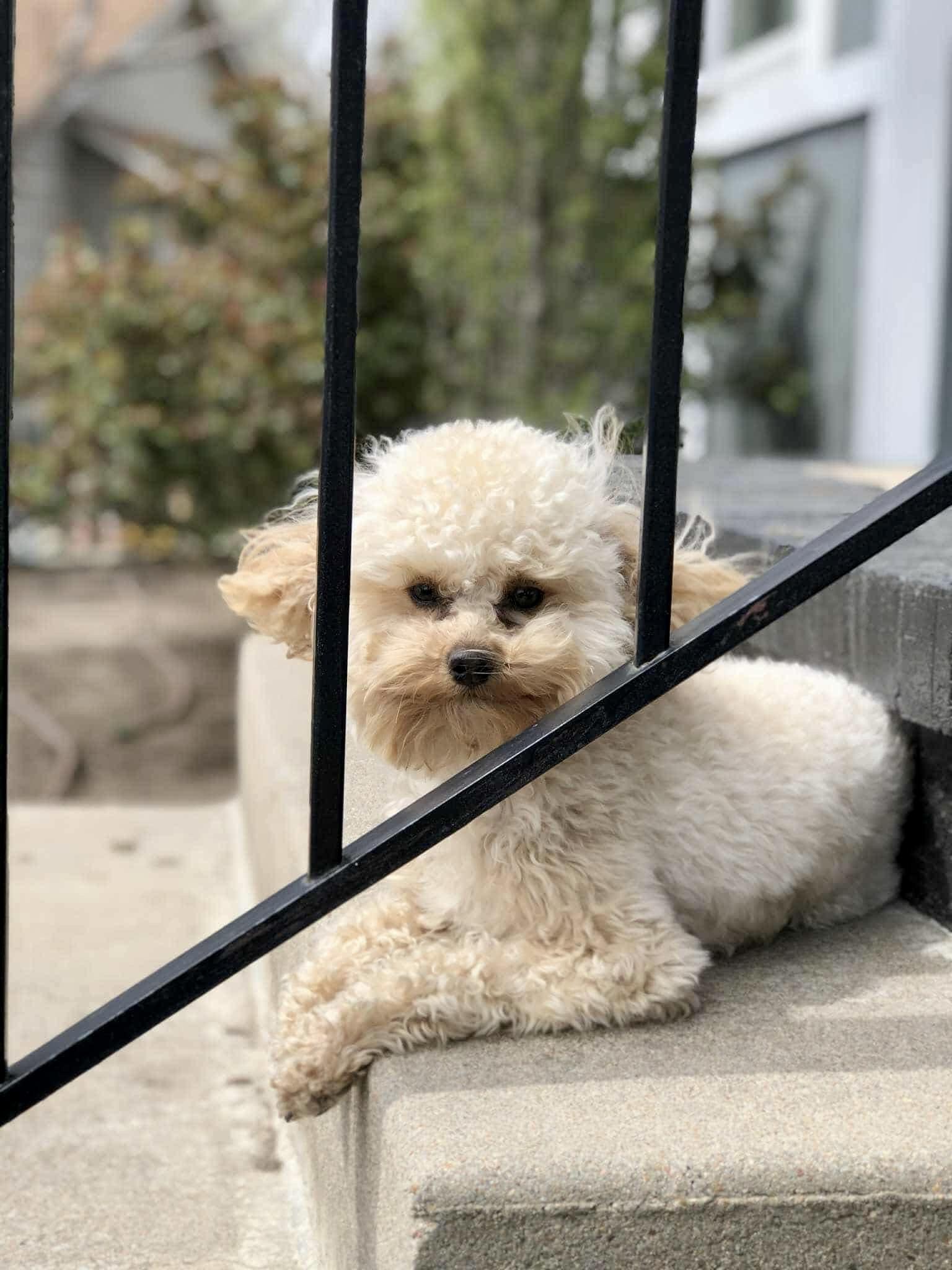 Marla, a Adoptable Poodle (Toy) in Valley Center, KS image 4/6