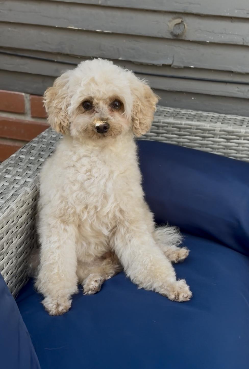 Marla, Adoptable, Adult Female Poodle (Toy).