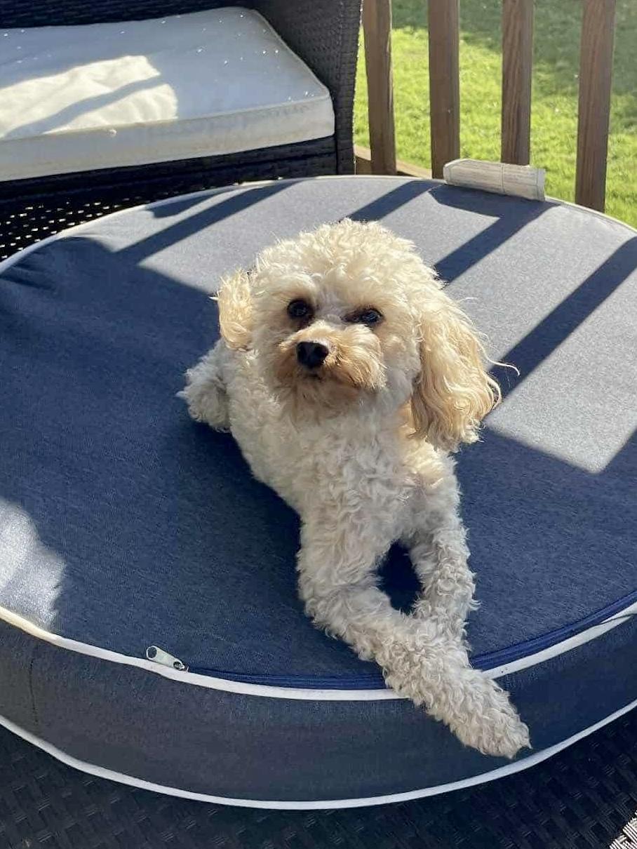 Marla, a Adoptable Poodle (Toy) in Valley Center, KS image 5/6