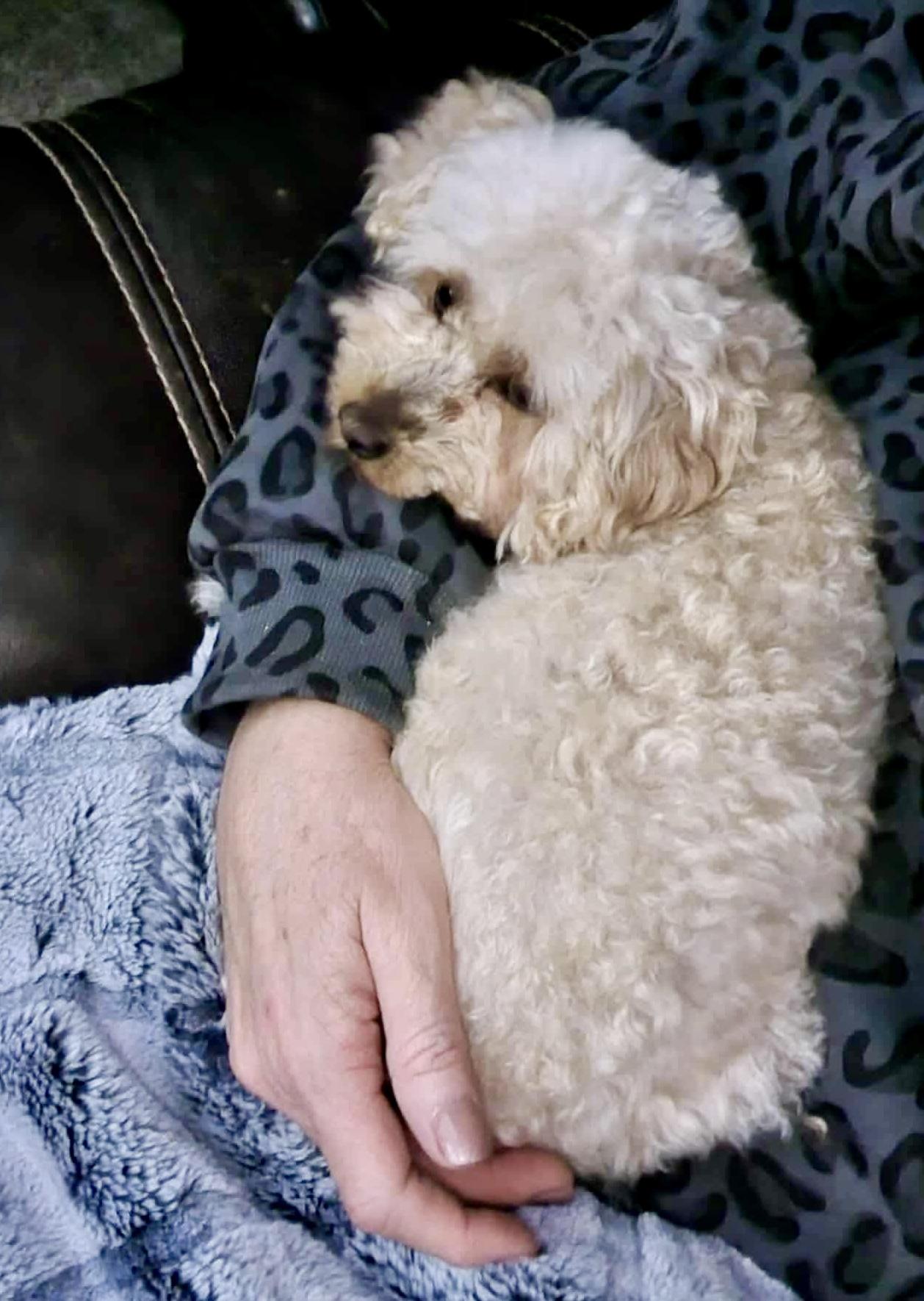 Marla, a Adoptable Poodle (Toy) in Valley Center, KS image 6/6