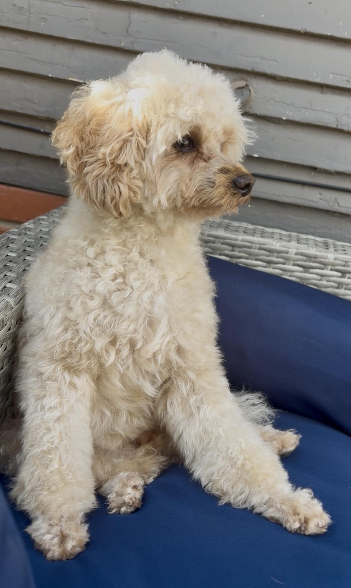 Marla, a Adoptable Poodle (Toy) in Valley Center, KS image 3/6