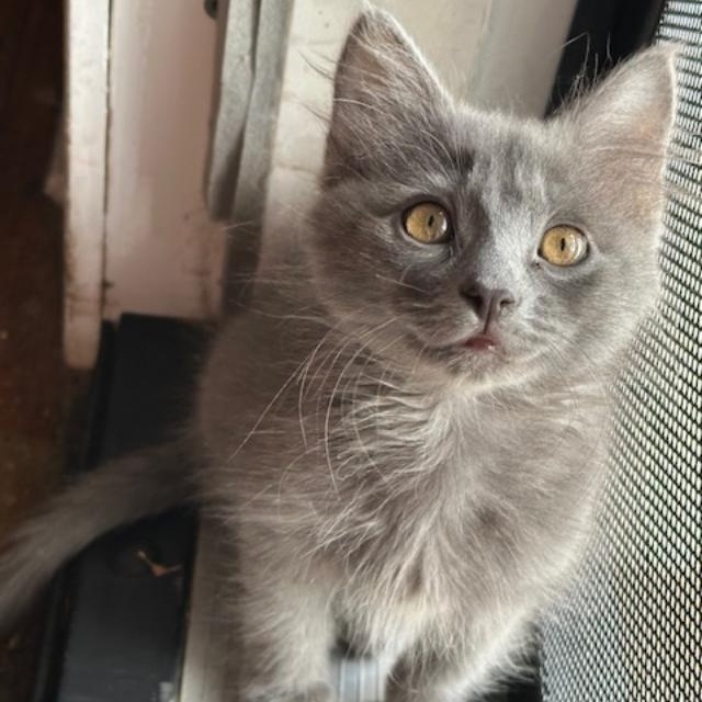 Pixi (Candy Litter), Baby Female Domestic Medium Hair