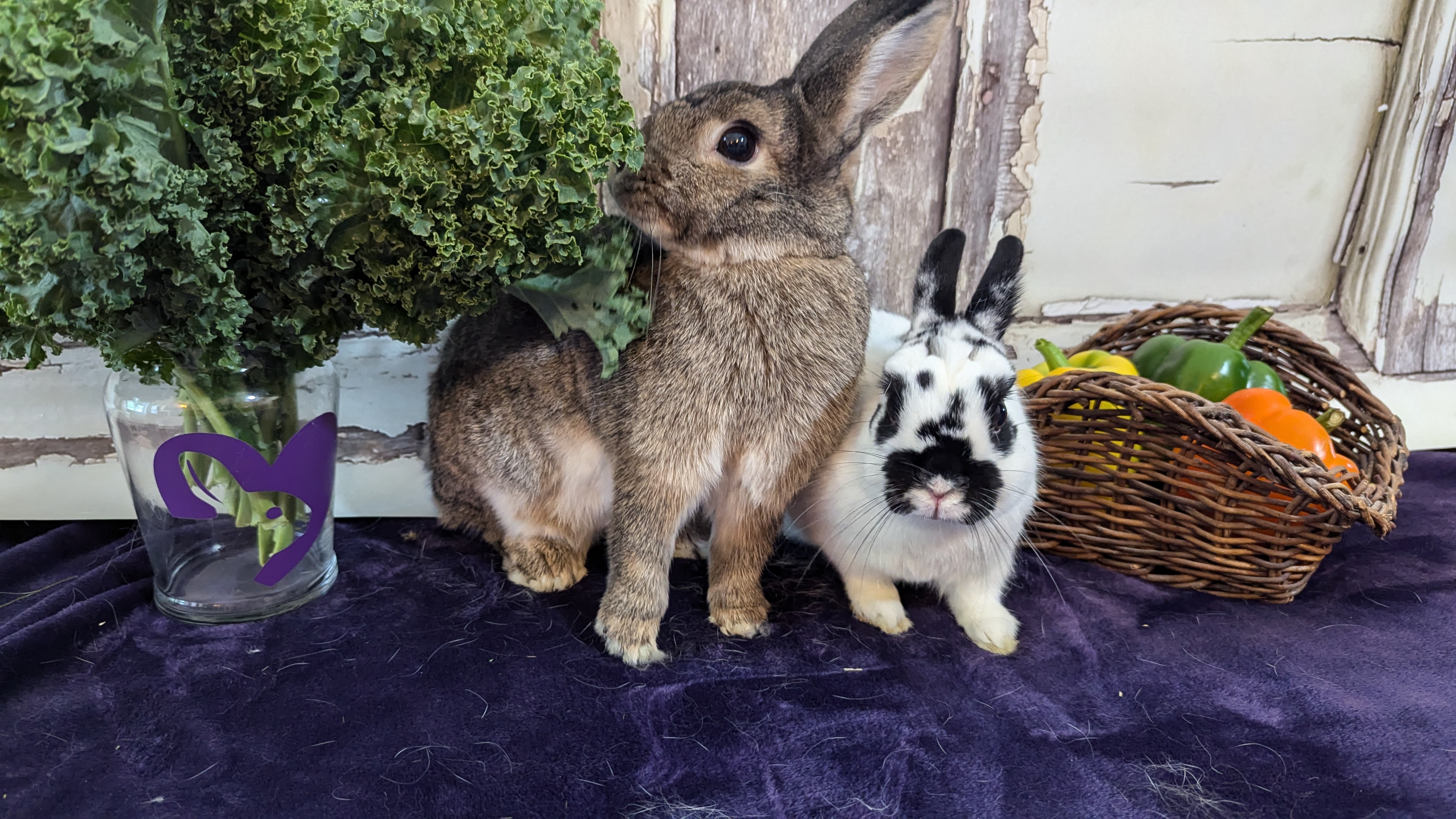 Sesame and Mr. Gizmo, Adult Female unknown