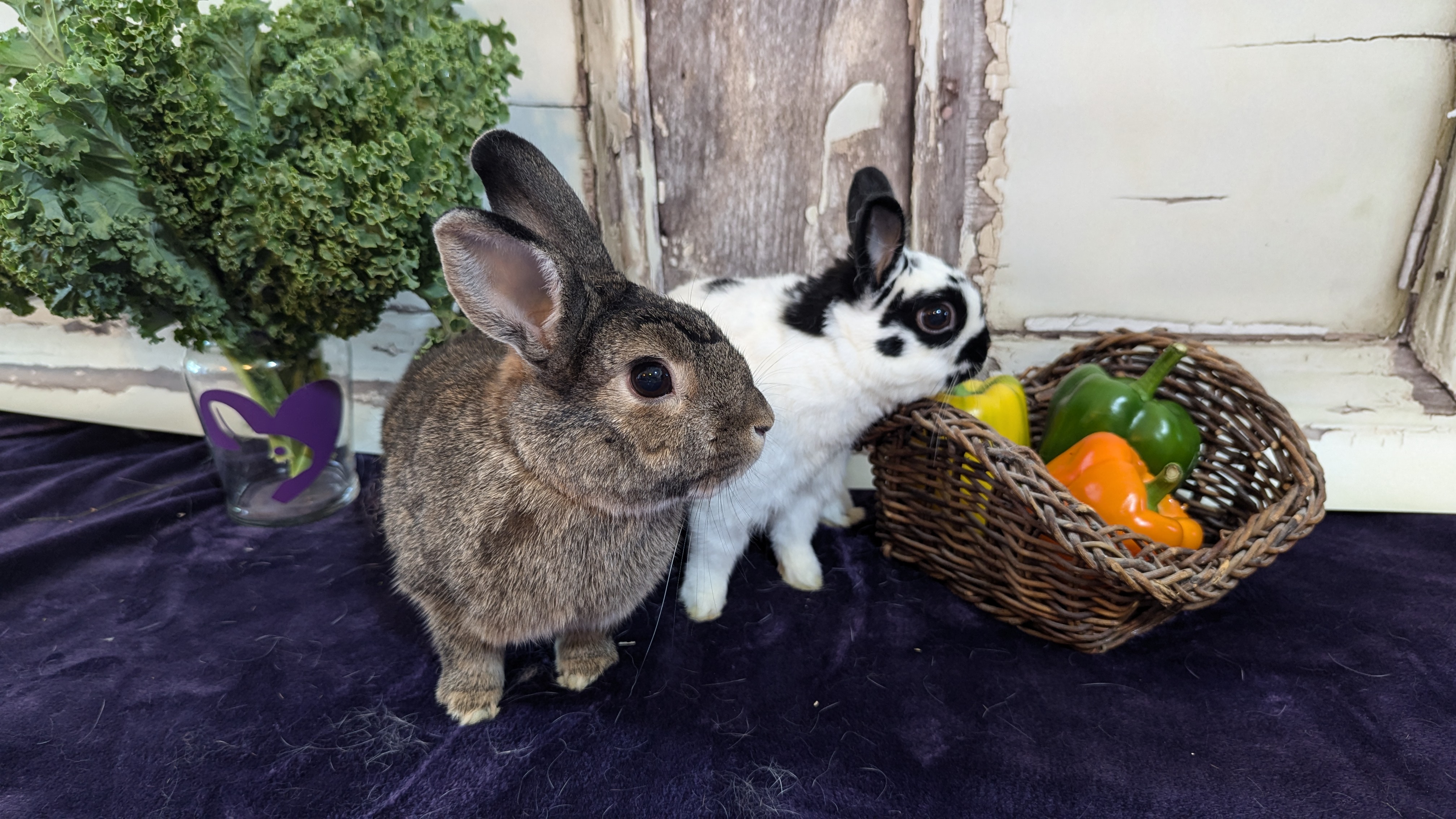 Sesame and Mr. Gizmo photo 2