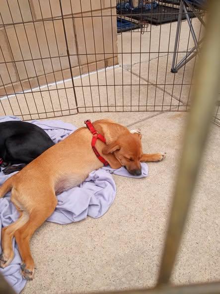 Ben, an adopted mixed breed in Stuarts Draft, VA image 5/6