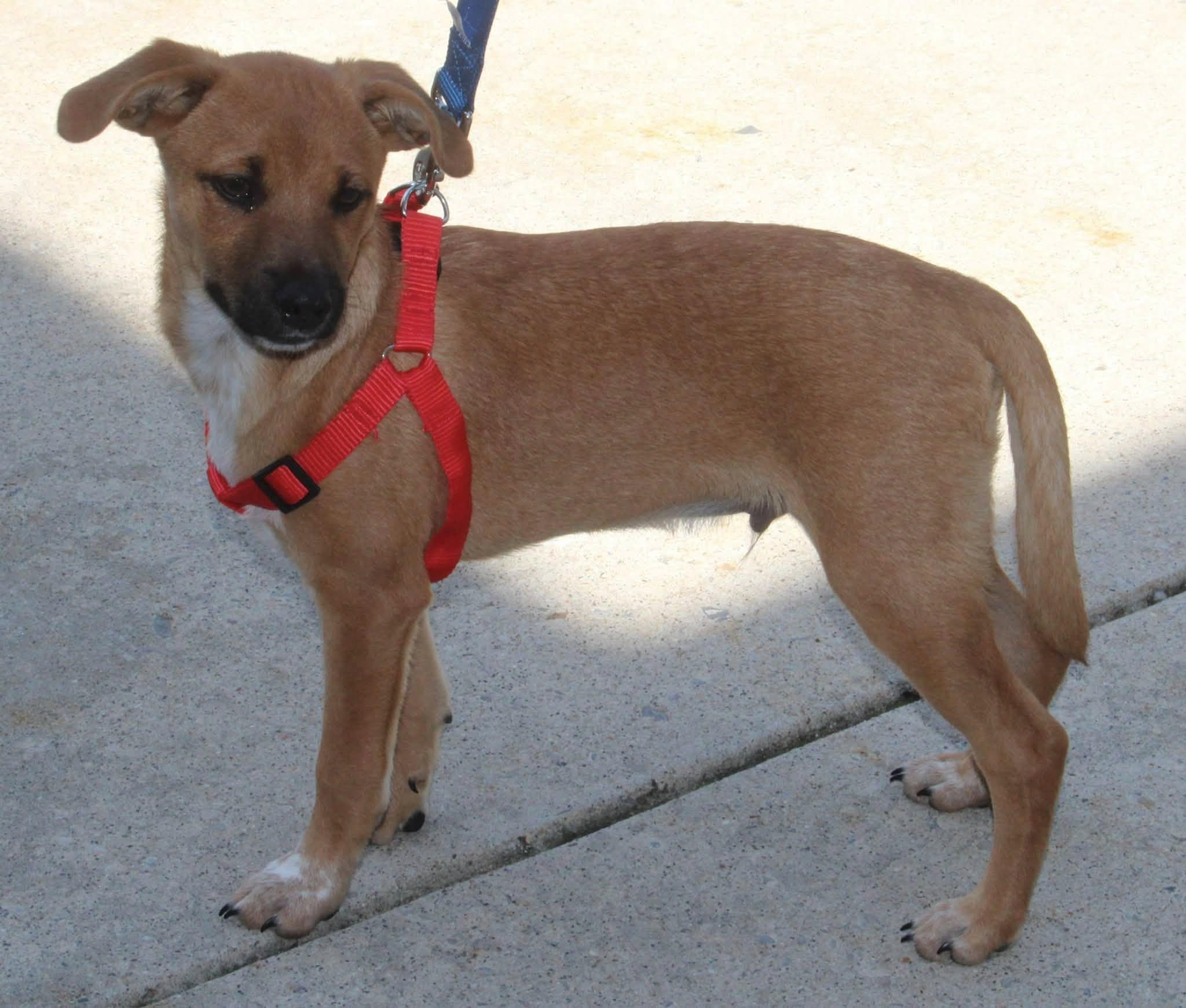 Ben, an adopted mixed breed in Stuarts Draft, VA image 3/6