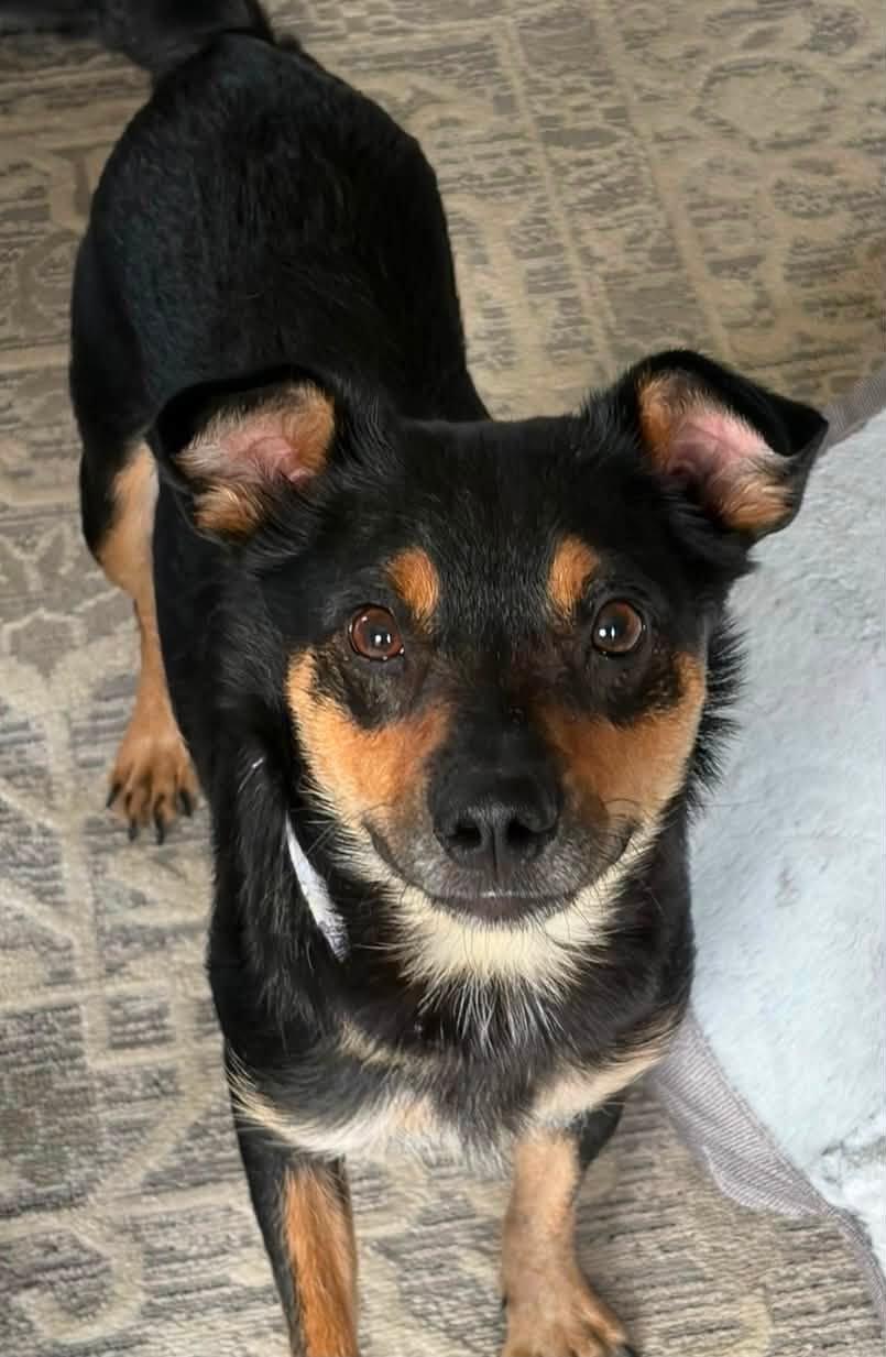 Ben, an adopted mixed breed in Stuarts Draft, VA image 6/6